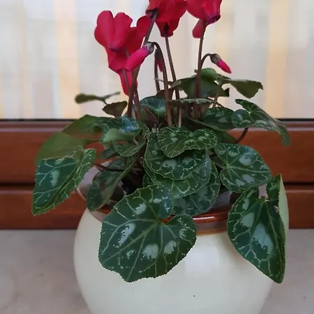 Grace Dell'isola Dei Coralli Affittacamere 4*